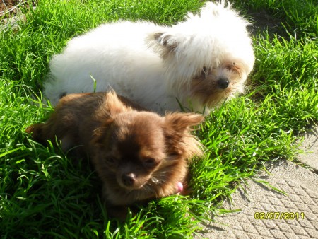Fanny et Chikita: Bichon maltais et Chihuahua
